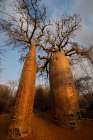 Africa, Madagascar, Toliara. Close view looking up a Baobab tree trunk. Art Print